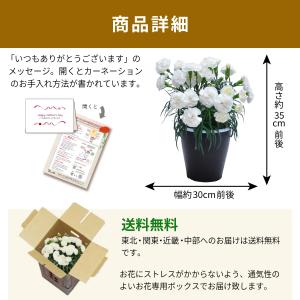 母の日 遅れてごめんね 2026 日付指定可能...の詳細画像5
