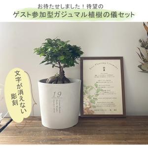 【植樹の儀 ガジュマル】送料無料 結婚証明書 ...の詳細画像1