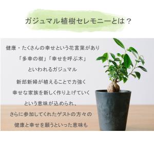 【植樹の儀 ガジュマル】送料無料 結婚証明書 ...の詳細画像2