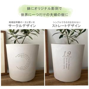 【植樹の儀 ガジュマル】送料無料 結婚証明書 ...の詳細画像3