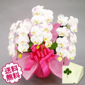 母の日 Mother's Day 胡蝶蘭【マザーチーク】5号鉢 2本立ち 陶器鉢