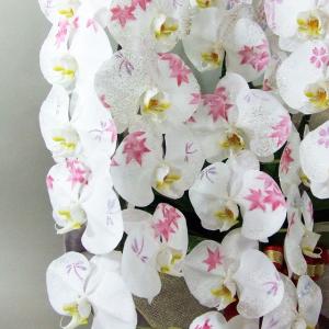 お中元 化粧蘭 胡蝶蘭 ギフト 大輪 [秋柄]...の詳細画像3