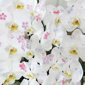 お中元 化粧蘭 胡蝶蘭 ギフト 大輪 [秋柄]...の詳細画像4