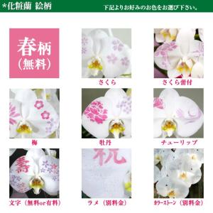 敬老の日 化粧蘭 胡蝶蘭 ギフト 大輪 [春柄...の詳細画像5
