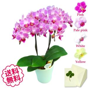 父の日 ミニ胡蝶蘭 ミディ ギフト 白・黄色・ピンク 2本立（4.5号） お祝い 開店 開業 開院 新築 移転 引越 誕生日 就任 退職 還暦 お悔やみ
