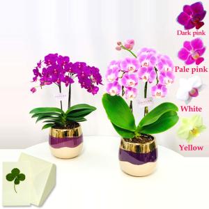 ミディ胡蝶蘭１５日入荷分⭐️レア品種⭐️蘭工房オリジナル⭐️マザーチーク⭐️ 母の日 Mother's Day 胡蝶蘭【マザーチーク】5号鉢 2本立ち 陶器鉢