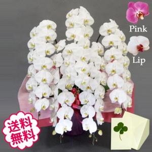 卒業・入学 胡蝶蘭 ギフト 大輪 白・ピンク・リップ 5本立 75輪前後（蕾含む） お祝い 開店 開業 開院 新築 移転 引越 竣工 周年 誕生日 就任