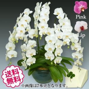 父の日 胡蝶蘭 ギフト 大輪 白・ピンク・リップ（紅白） 8本立 100輪（蕾含む） お祝い 開店 開業 開院 新築 移転 引越 竣工 周年 誕生日 就任