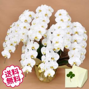 卒業・入学 胡蝶蘭 ギフト 大輪 白 7本立 77輪（蕾含む） お祝い 開店 開業 開院 新築 移転 引越 竣工 周年 誕生日 就任