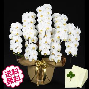 父の日 胡蝶蘭 ギフト 大輪 白 8本立 72輪（蕾含む） お祝い 開店 開業 開院 新築 移転 引越 竣工 周年 誕生日 就任