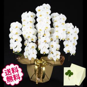 父の日 胡蝶蘭 ギフト 大輪 白 8本立 88輪（蕾含む） お祝い 開店 開業 開院 新築 移転 引越 竣工 周年 誕生日 就任