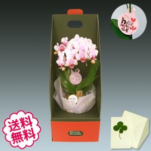 母の日(4/29終売) テーブル胡蝶蘭 ギフト ピンク 2本立 BOX入り お祝い プレゼント ミニ 胡蝶蘭