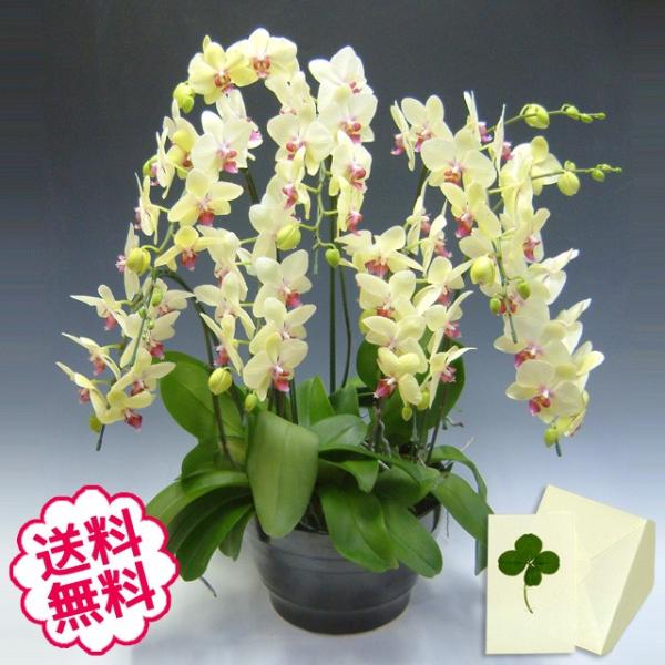 ホワイトデー ミニ胡蝶蘭 ミディ ギフト ゴールデンエイジ 6本立以上 お祝い 開店 開業 開院 新...