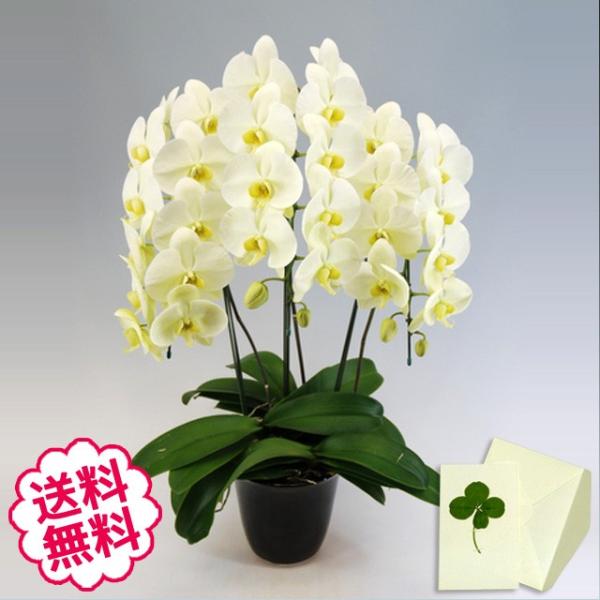 ホワイトデー 胡蝶蘭 ギフト 大輪 グリーンアース 3本立 30輪前後（蕾含む） 祝い 開店 開業 ...