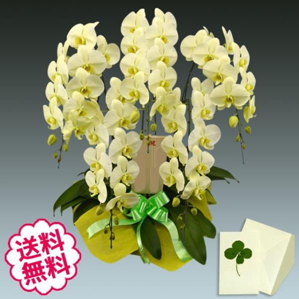 ホワイトデー 胡蝶蘭 ギフト 大輪 グリーンアース 5本立 55輪前後（蕾含む） お祝い 開店 開業...