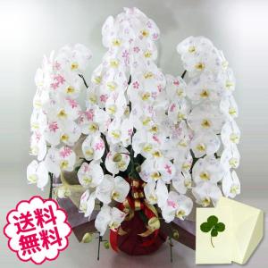お中元 化粧蘭 胡蝶蘭 ギフト 大輪 ［春柄］ 5本立 60輪前後（蕾含む） お祝い 開店 開業 開院 新築 移転 引越 竣工 周年 誕生日 就任