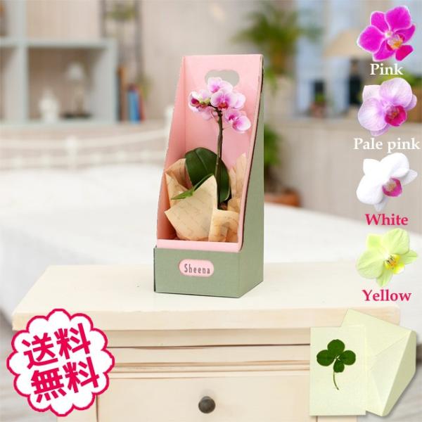 ホワイトデー ミニ胡蝶蘭 マイクロ ギフト 1本立 BOX入り お祝い 開店 開業 開院 新築 移転...