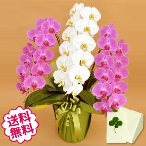 お歳暮 胡蝶蘭 ギフト 大輪 ミックス(白+ピン...の商品画像
