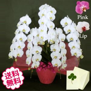 卒業・入学 胡蝶蘭 ギフト 大輪 白・ピンク・リップ 5本立 68輪前後（蕾含む） お祝い 開店 開業 開院 新築 移転 引越 竣工 周年 誕生日 就任