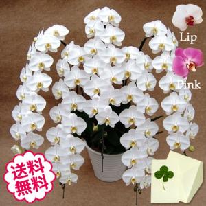 卒業・入学 胡蝶蘭 ギフト 大輪 白・ピンク・リップ（紅白） 5本立 78輪前後（蕾含む） お祝い 開店 開業 開院 新築 移転 引越 竣工 周年 誕生日 就任