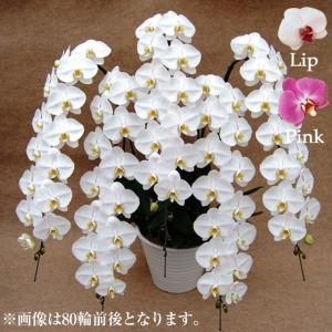 お中元 胡蝶蘭 ギフト 大輪 白・ピンク・リッ...の詳細画像1