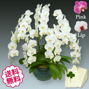 卒業・入学 胡蝶蘭 ギフト 大輪 白・ピンク・リップ（紅白） 7本立 70輪（蕾含む） お祝い 開店 開業 開院 新築 移転 引越 竣工 周年 誕生日 就任