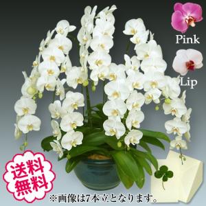 お中元 胡蝶蘭 ギフト 大輪 白・ピンク・リップ（紅白） 8本立 80輪（蕾含む） お祝い 開店 開業 開院 新築 移転 引越 竣工 周年 誕生日 就任