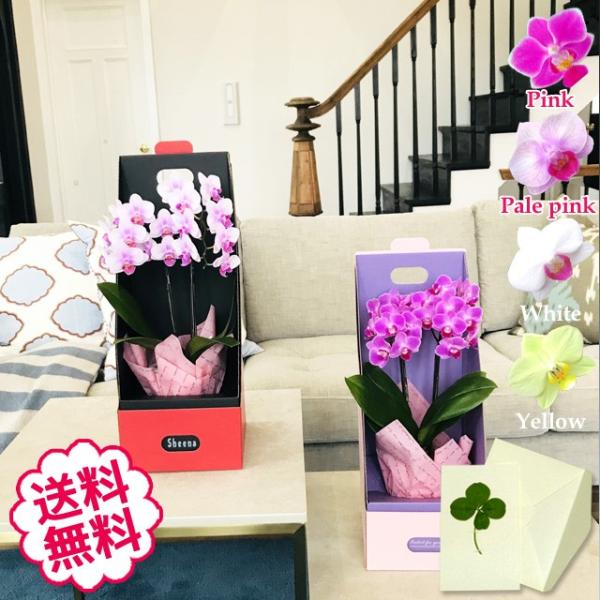 ホワイトデー ミニ胡蝶蘭 テーブル ギフト 2本立 BOX入り お祝い 開店 開業 開院 新築 移転...