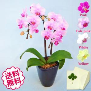 胡蝶蘭 テーブル 2本立 小タイプ/開店祝い 移転祝い 引越...