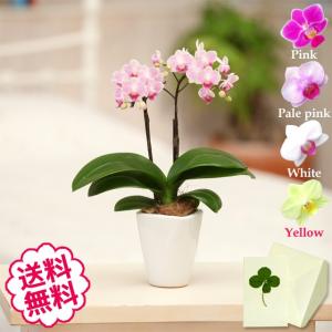 母の日 Mother's Day 胡蝶蘭【マザーチーク】5号鉢 2本立ち 陶器鉢