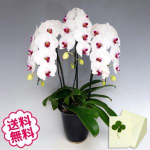 お中元 胡蝶蘭 ギフト 大輪 リップ 3本立 25輪前後（蕾含む） お祝い 開店 開業 開院 新築 移転 引越 誕生日 就任 退職 還暦祝い