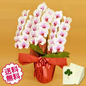 胡蝶蘭 白大輪 3本立ち響 8寸鉢（コチョウラン) 開店祝い/お祝い