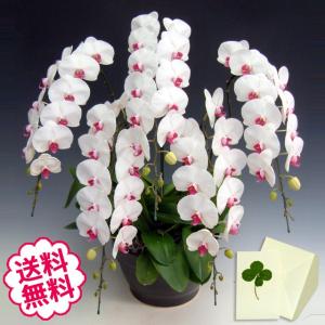 敬老の日 胡蝶蘭 ギフト 大輪 リップ（紅白） 5本立 68輪前後（蕾含む） お祝い 開店 開業 開院 新築 移転 引越 竣工 周年 誕生日 就任