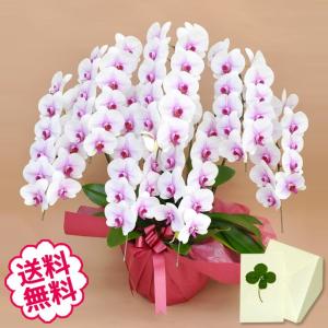 卒業・入学 胡蝶蘭 ギフト 大輪 リップ（紅白） 7本立 77輪（蕾含む） お祝い 開店 開業 開院 新築 移転 引越 竣工 周年 誕生日 就任