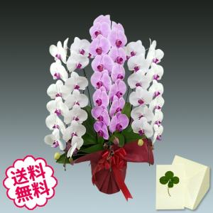 父の日 胡蝶蘭 ギフト 大輪 ミックス（リップ+ピンク寄せ） 3本立 40輪前後（蕾含む） 祝い 開店 開業 開院 新築 移転 引越 竣工 周年 誕生日 就任｜flowergift-meme