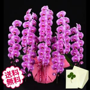 卒業・入学 胡蝶蘭 ギフト 大輪 ピンク 8本立 72輪（蕾含む） お祝い 開店 開業 開院 新築 移転 引越 竣工 周年 誕生日 就任