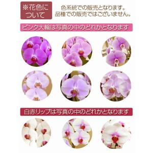 お歳暮 胡蝶蘭 ギフト 大輪 ピンク 8本立 ...の詳細画像1