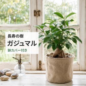 ガジュマル 観葉植物 鉢カバー付き 35cm 長寿の木 多幸の木 初心者 インテリアグリーン プレゼント 新築祝い 開店祝い 誕生日プレゼント 送料無料 植え替え不要