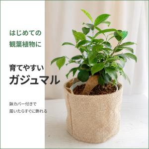 ガジュマル 観葉植物 鉢カバー付き 35cm ...の詳細画像1