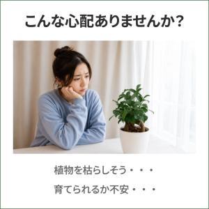 ガジュマル 観葉植物 鉢カバー付き 35cm ...の詳細画像2