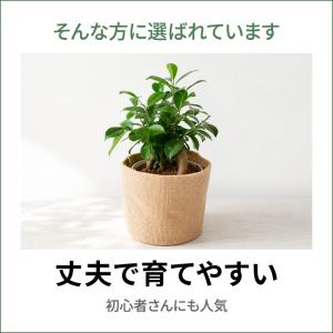 ガジュマル 観葉植物 鉢カバー付き 35cm ...の詳細画像3
