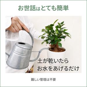 ガジュマル 観葉植物 鉢カバー付き 35cm ...の詳細画像4