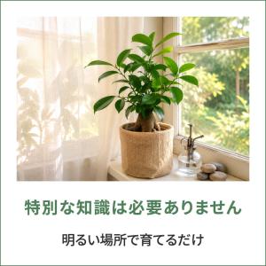 ガジュマル 観葉植物 鉢カバー付き 35cm ...の詳細画像5