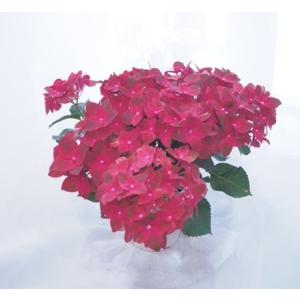 アジサイの鉢植え『ベルベットビューティ』