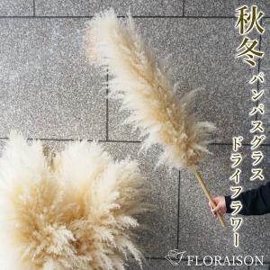 パンパスグラスの切り花の商品一覧 通販 Yahoo ショッピング