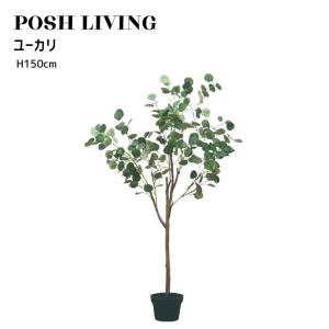 Posh Living ポッシュリビング ユーカリの商品画像