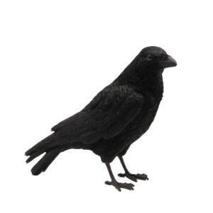 PET BANK CROW CARRION　（ペット バンク クロウ キャリアン）｜flyers