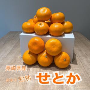 長崎県 西海市産　越冬完熟せとか 約3kg 西海みかん 人気商品です！
