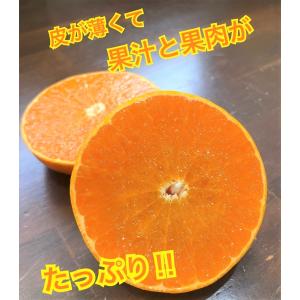 長崎県 西海市産 越冬完熟せとか 約3kg 西...の詳細画像2