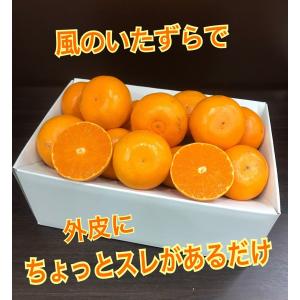 長崎県 西海市産 越冬完熟せとか 約3kg 西...の詳細画像3